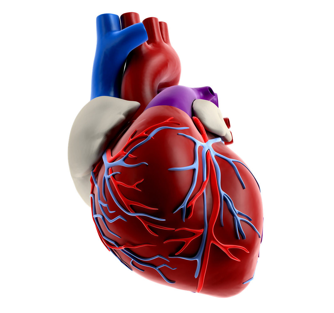 What is Heart Disease and How do you get Coronary Artery Disease?